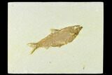 Detailed Fossil Fish (Knightia) - Wyoming #133959-1